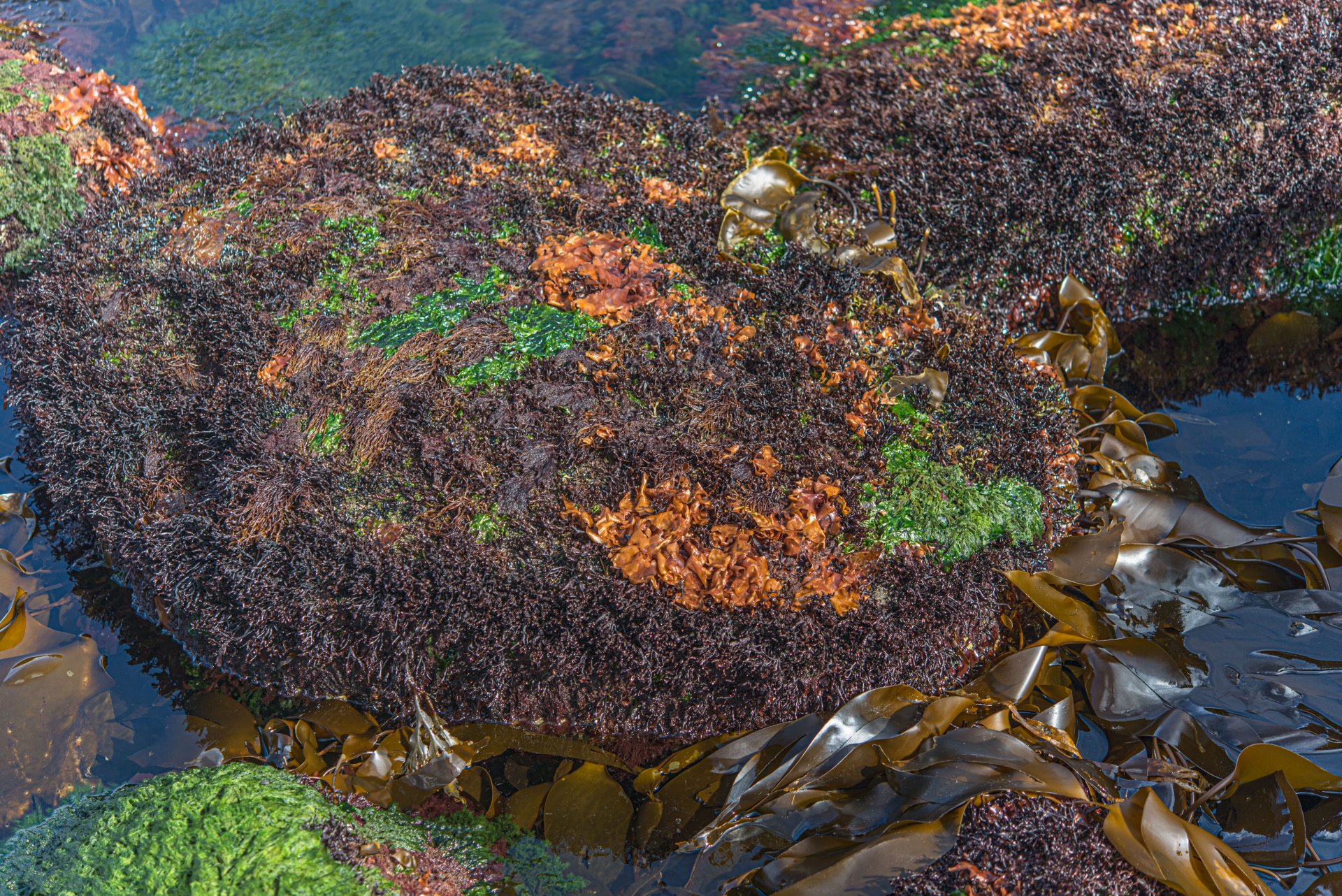 a-new-species-of-red-algae-discovered-in-iceland-marine-and